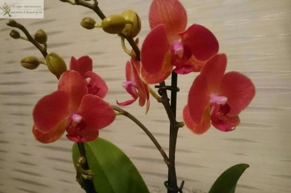 Орхидея фаленлпсис мультифлора Мираж