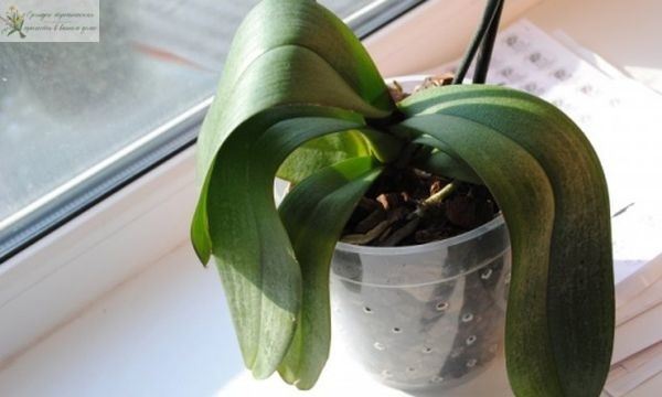 Лист орхидеи фаленопсис становится мягким