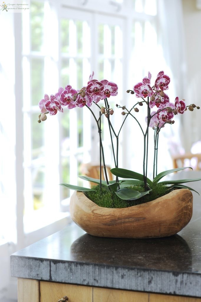 домашняя орхидея фаленопсис в горшке
