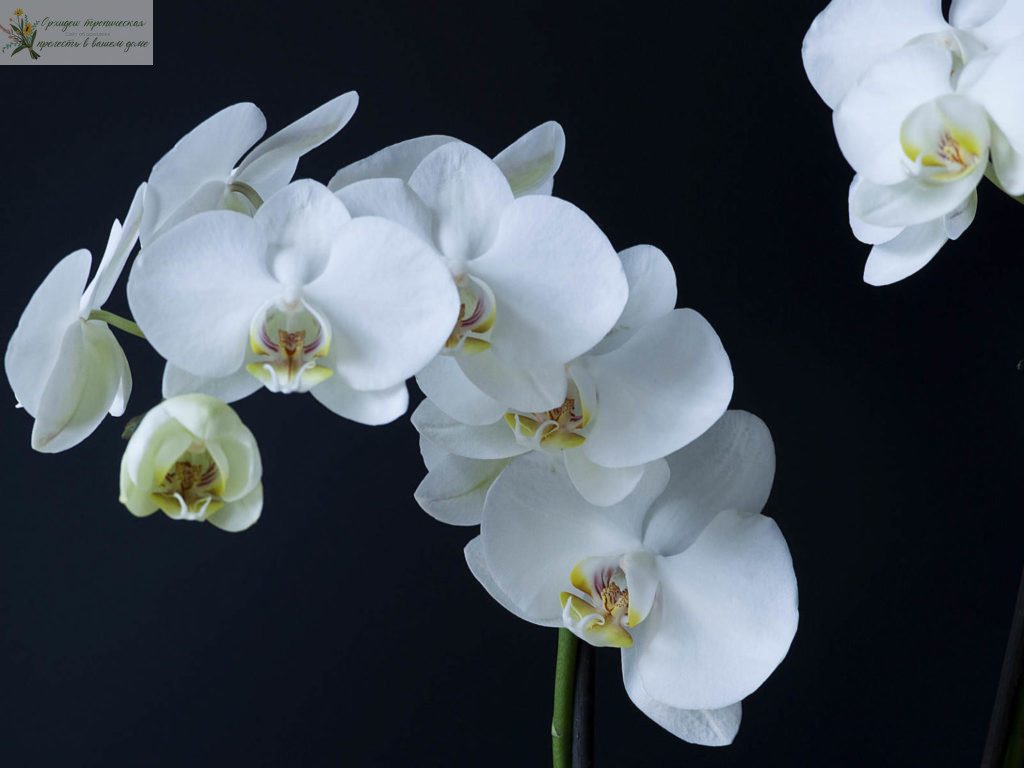 ароматные орхидеи фаленопсис- Фаленопсис приятный