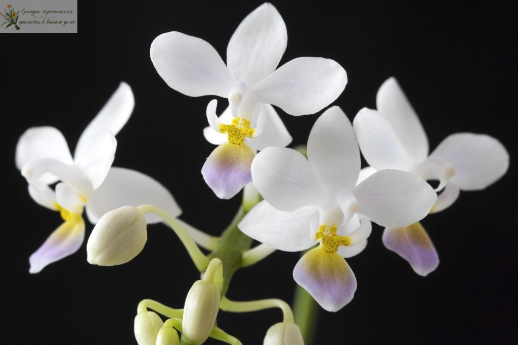ароматные орхидеи фаленопсис- поцелуй афродиты