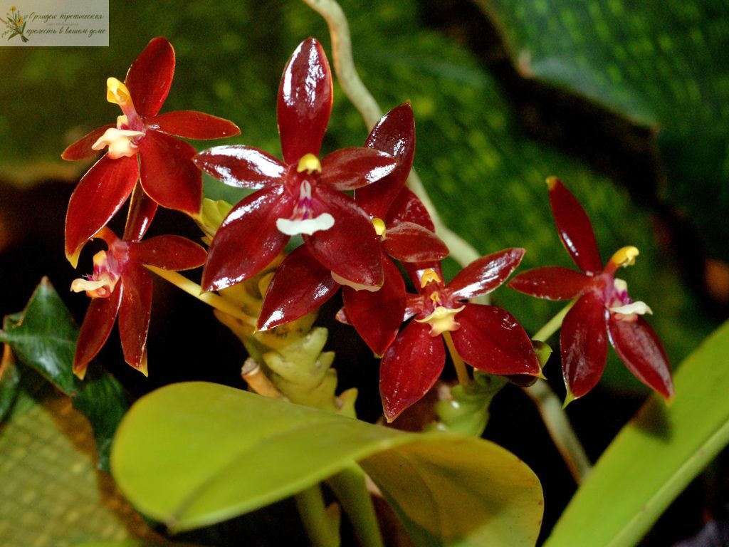ароматные орхидеи фаленопсис- Фаленопсис оленерогий