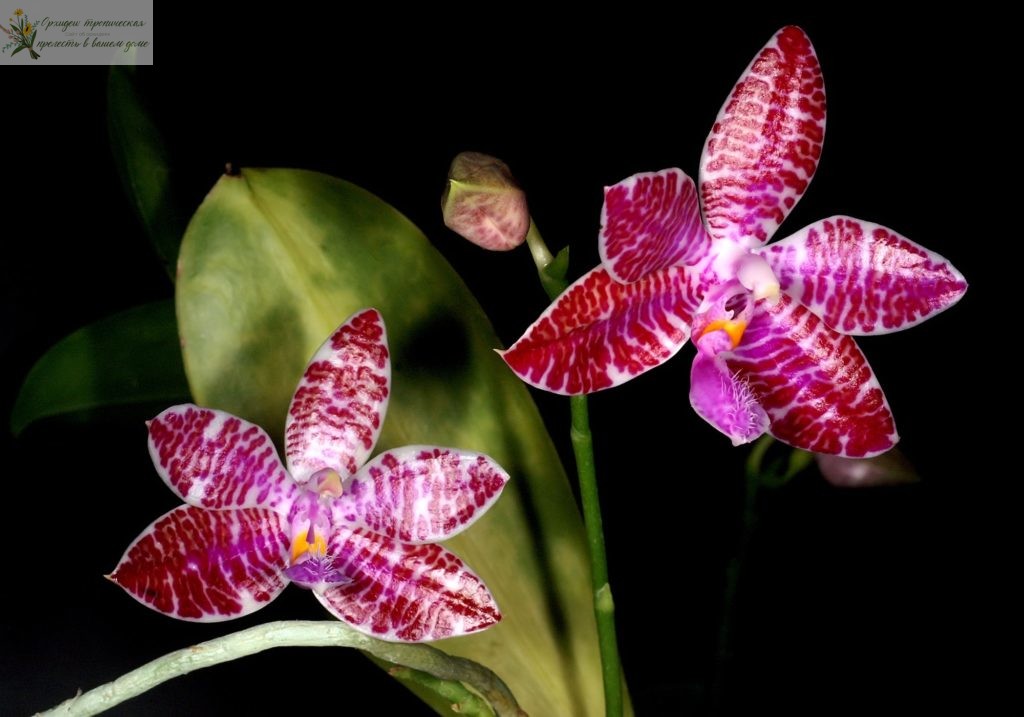 ароматные орхидеи фаленопсис- Фаленопсис люддеманна