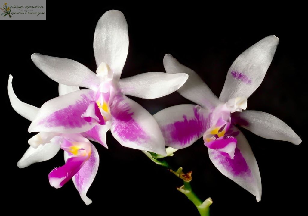 ароматные орхидеи фаленопсис- Фаленопсис скромный