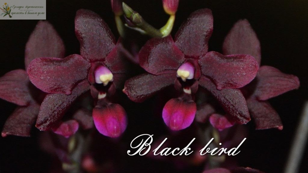 Черная орхидея фаленопсис - черная птичка. 