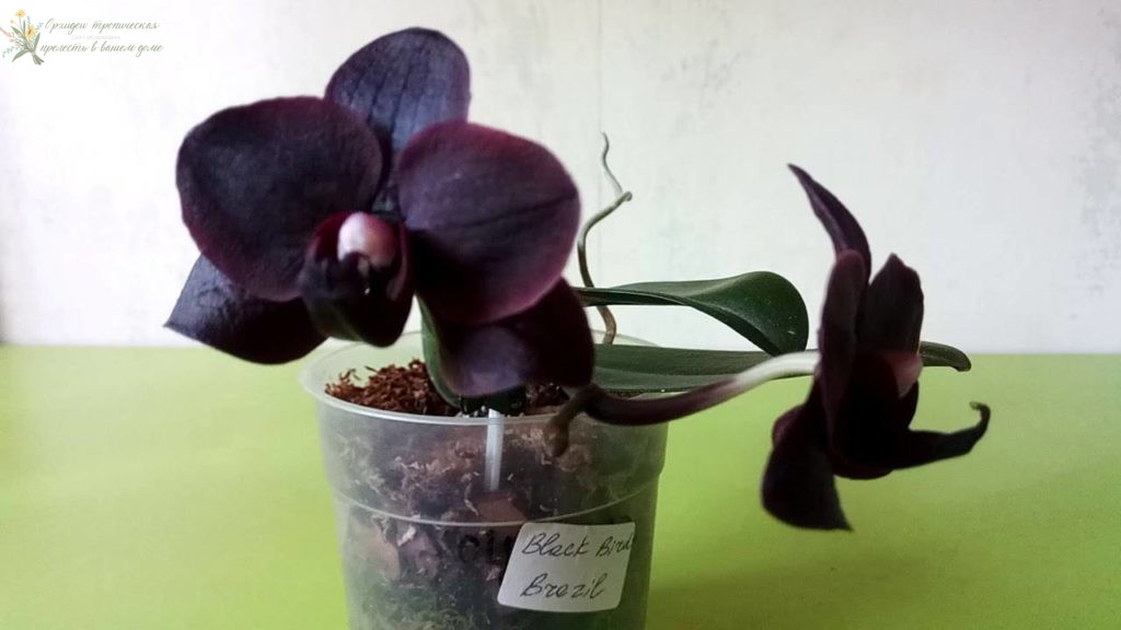Черная орхидея фаленопсис - птичка.