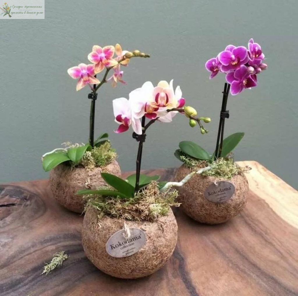 орхидея мини фаленопсис в горшке