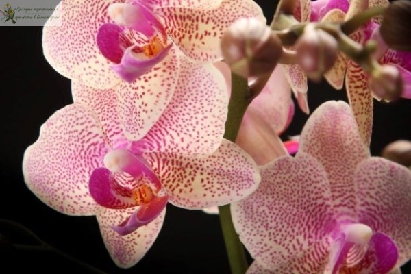 Орхидея фаленлпсис мультифлора Санион