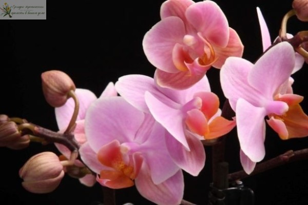 Орхидея фаленлпсис мультифлора Сантос