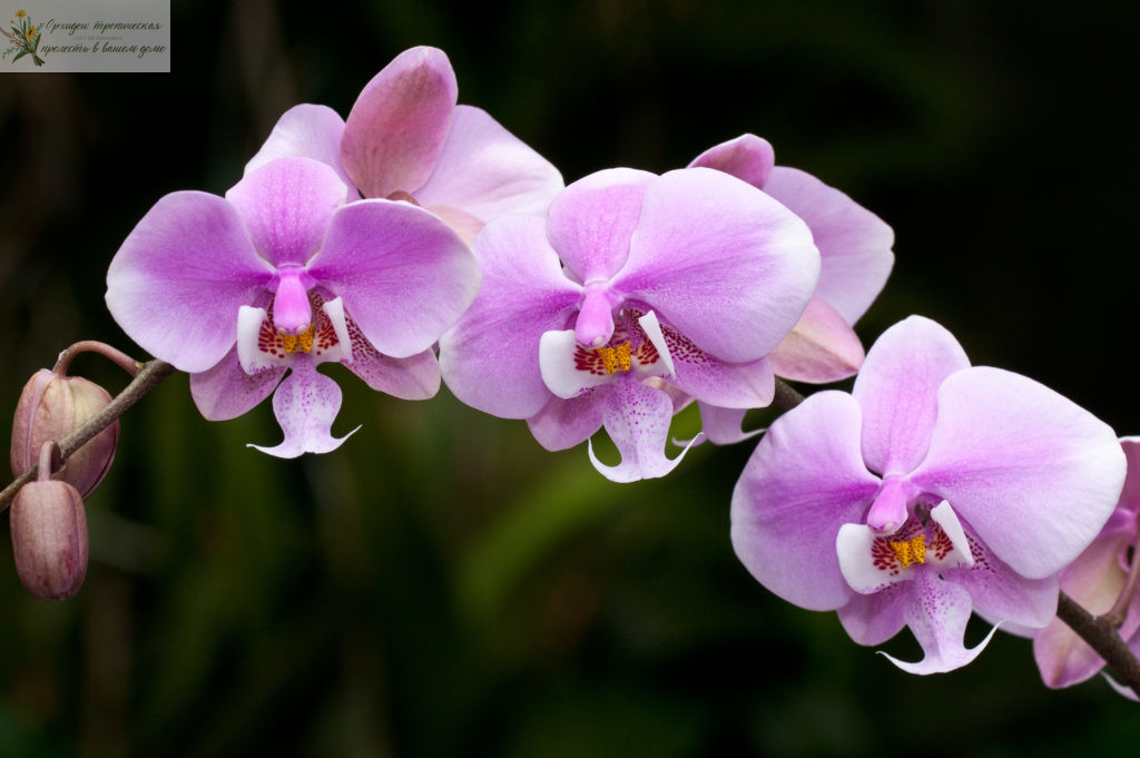 ароматные орхидеи фаленопсис- Фаленопсис шиллера