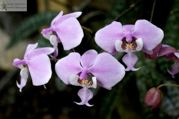 Орхидея фаленлпсис мультифлора Шиллера