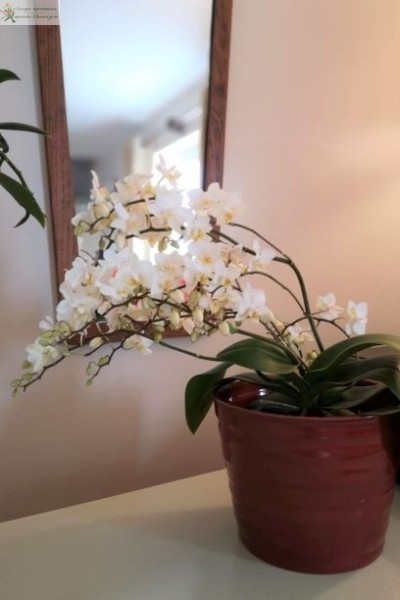 Орхидея фаленлпсис мультифлора Soft Cloud