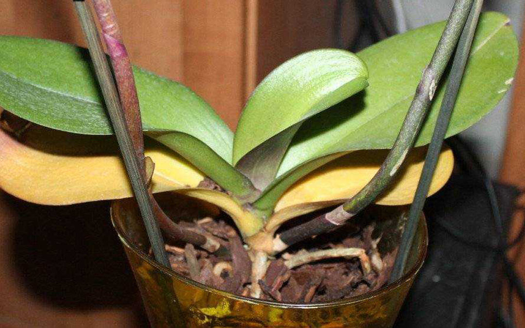 Почему желтеют листья у орхидеи фаленопсис и как вернуть им красоту и здоровье?
