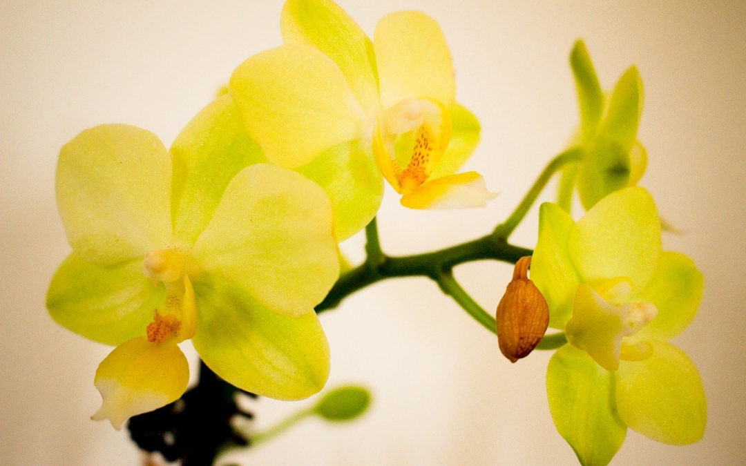 Желтая орхидея фаленопсис: сорта, происхождение и уход