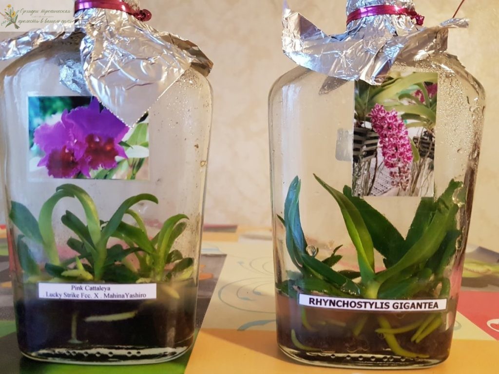 Как выращивать орхидеи в домашних условиях  - размножение семенами