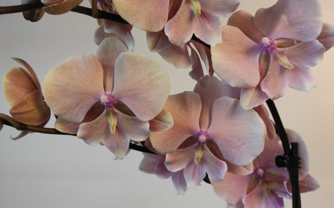 Орхидея фаленопсис биг лип – узнайте все о неповторимой красоте этого гибрида