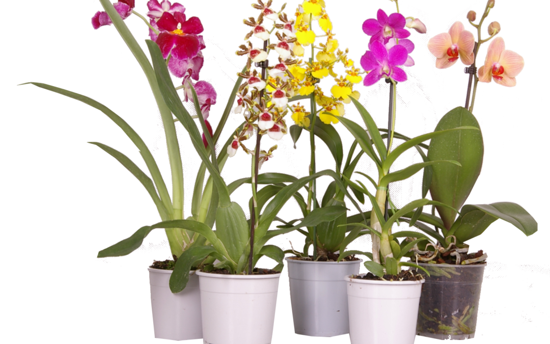 Как выращивать орхидеи в домашних условиях: секреты красоты и здоровья тропических цветов