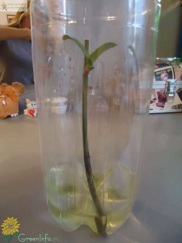 Размножение орхидеи черенками цветоноса в бутылке в воде.