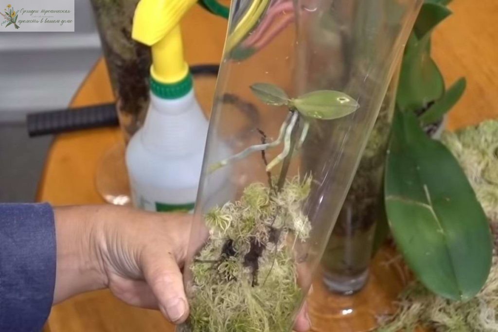 Размножение орхидеи черенками цветоноса в бутылке и мхе сфагнум.