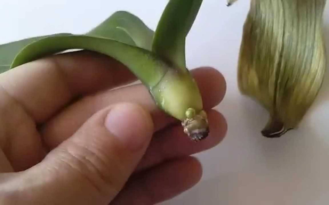 Орхидея фаленопсис без корней – как вырастить корни у орхидеи.