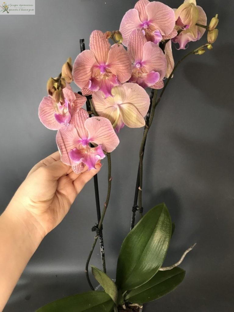 орхидея фаленопсис биг лип Аладдин