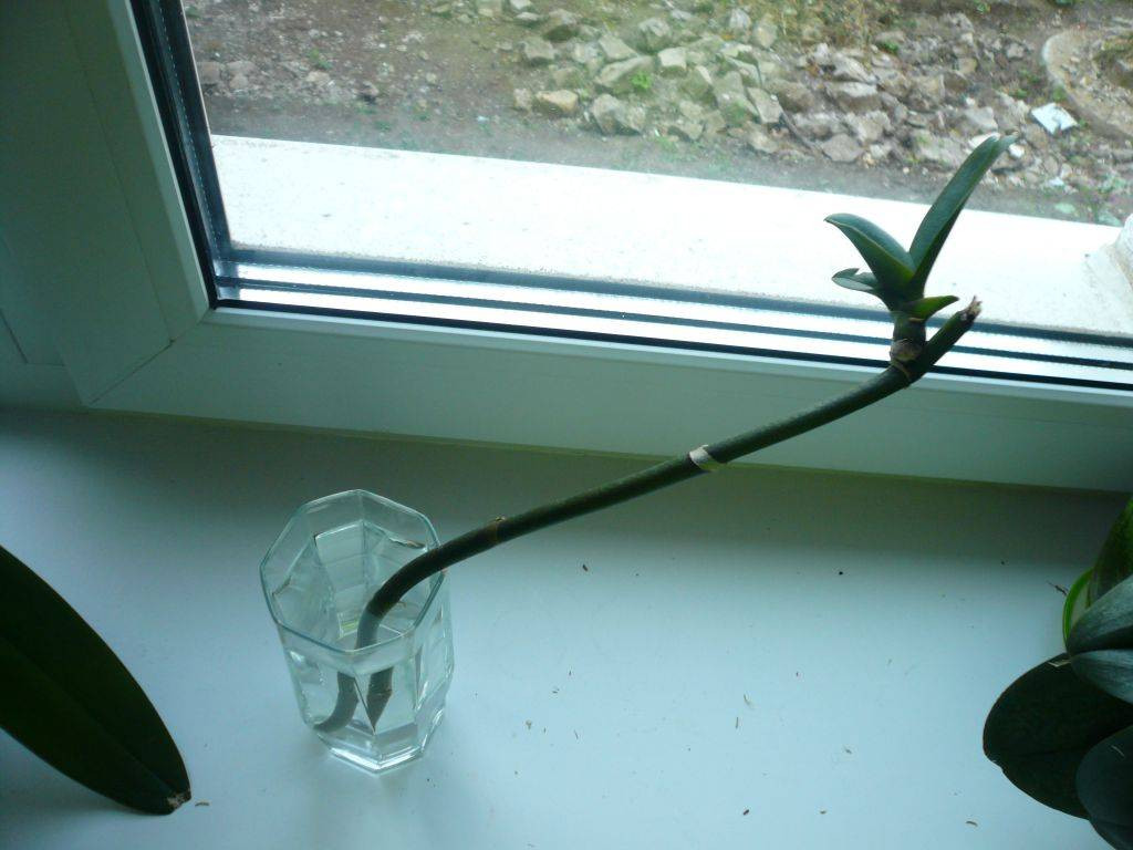 Как вырастить орхидею в домашних условиях
