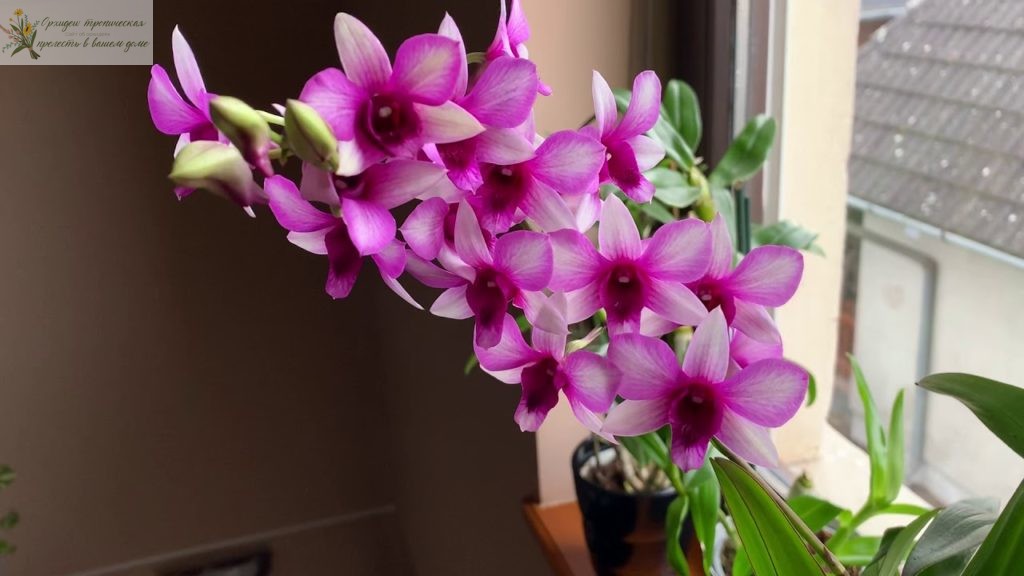 Как выращивать орхидеи в домашних условиях - дендробиум