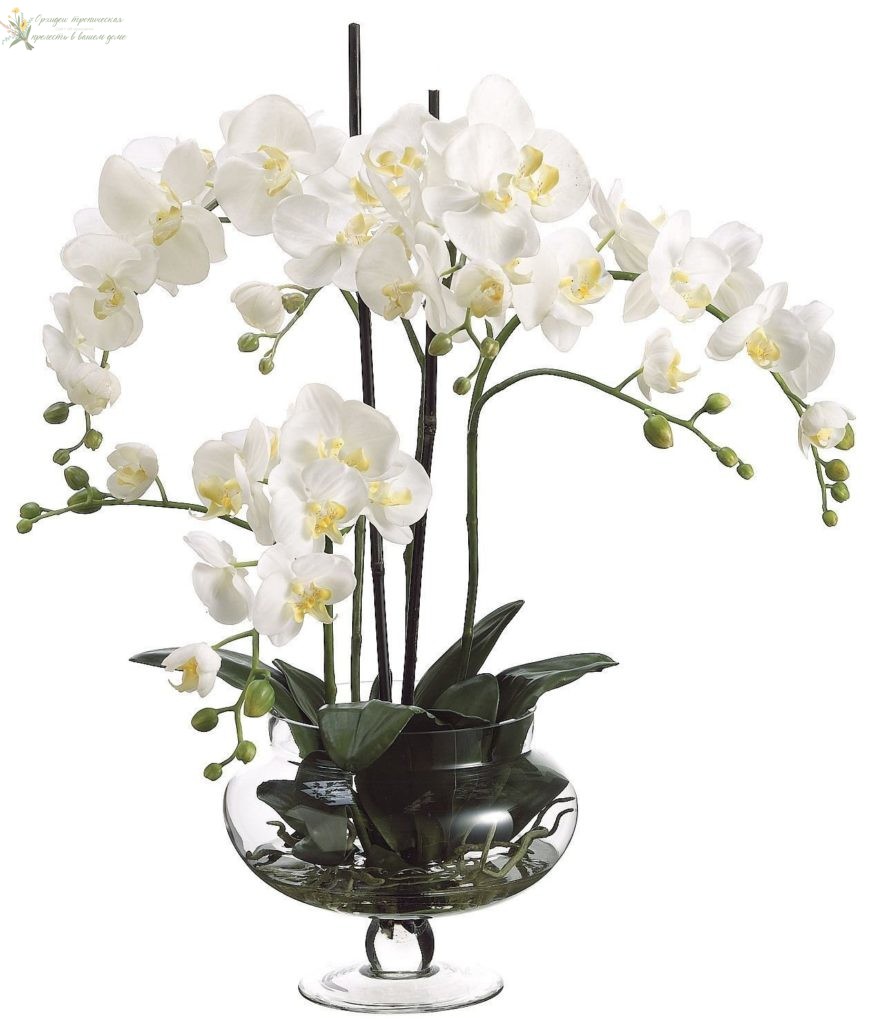 Как выращивать орхидеи в домашних условиях- фаленопсис