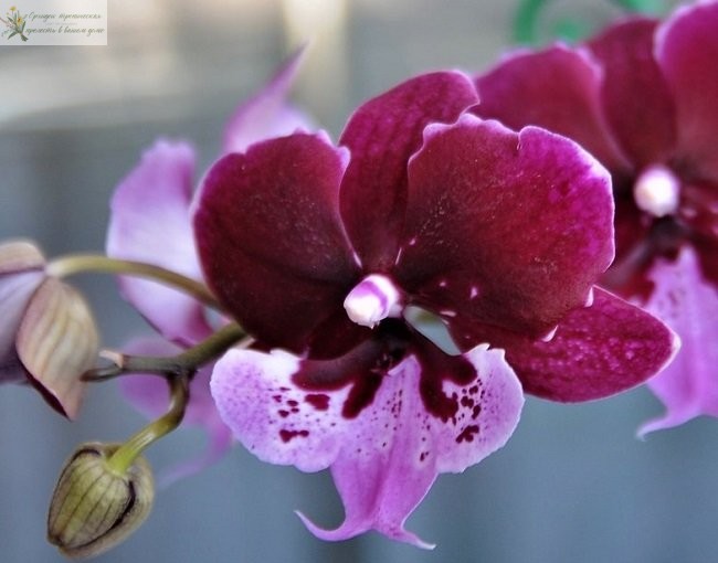 орхидея фаленопсис биг лип Хот Кисс