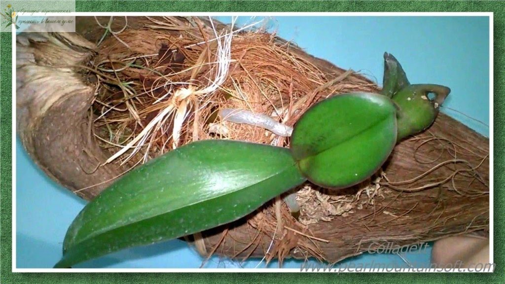 орхидея фаленопсис без корней в кокосе
