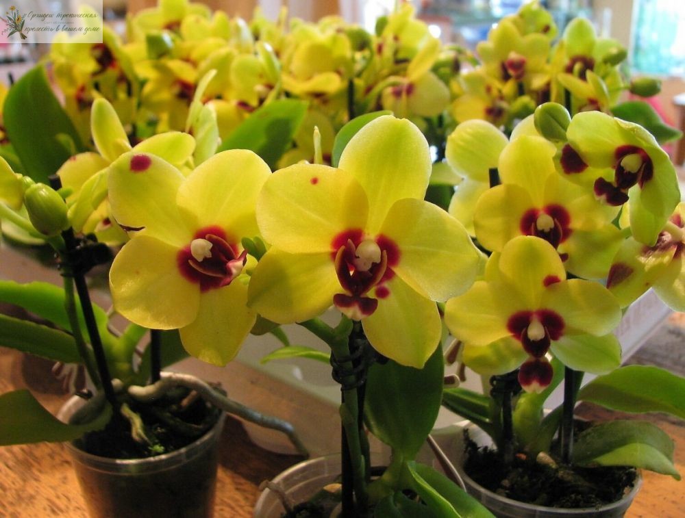 Желтая орхидея фаленопсис мини