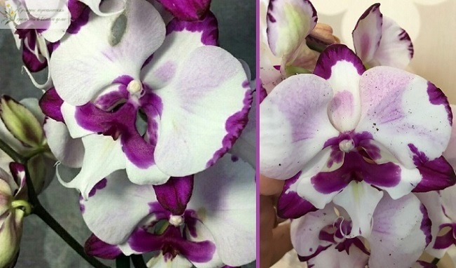 орхидея фаленопсис биг лип Молния