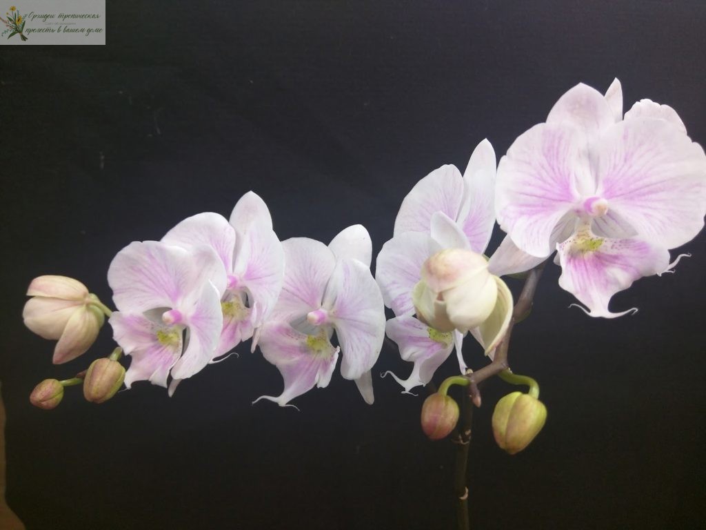 орхидея фаленопсис биг лип Мультифлора