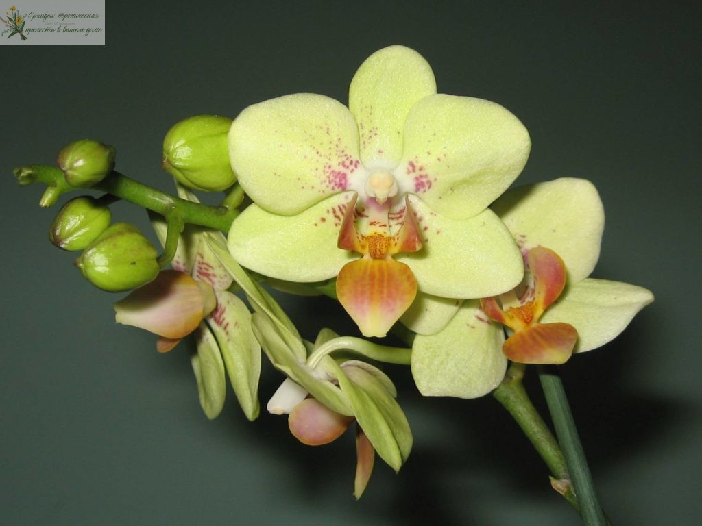 Желтая орхидея фаленопсис Мультифлора\Саншайн