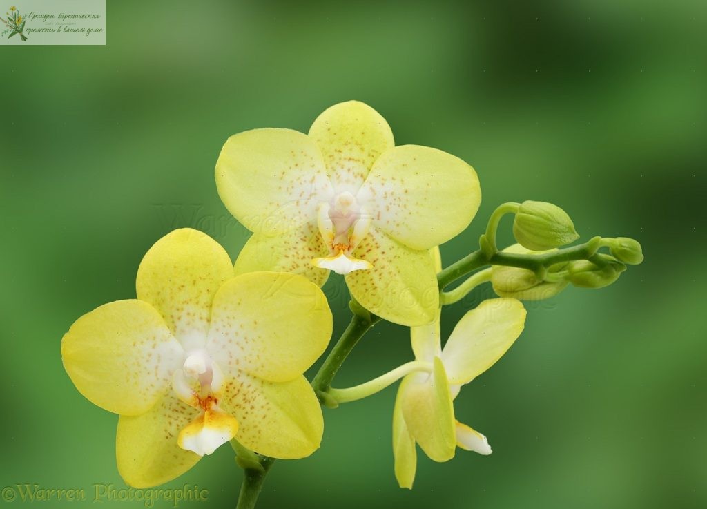 Желтая орхидея фаленопсис мультифлора