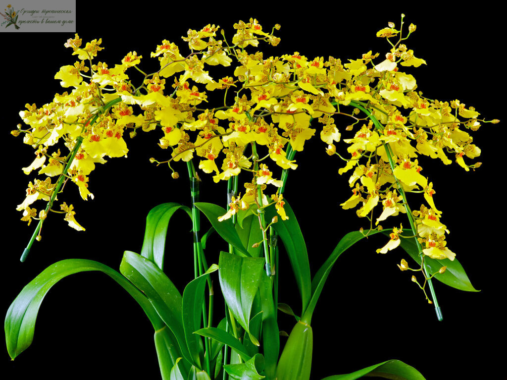 Как выращивать орхидеи в домашних условиях - онцидиум