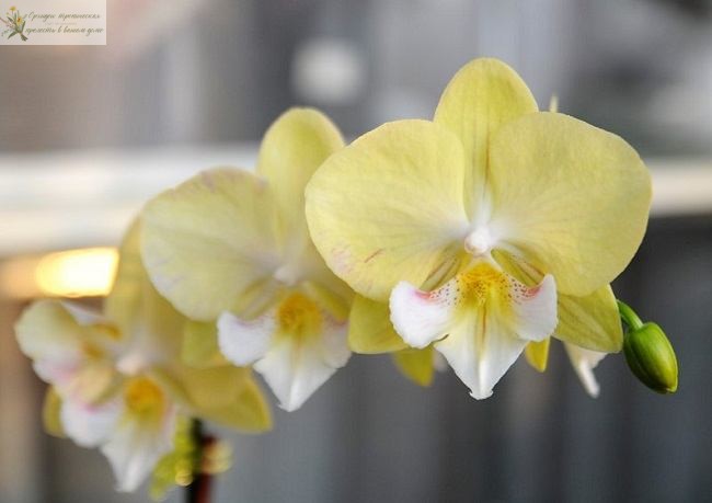 Желтая орхидея фаленопсис Биг Лип