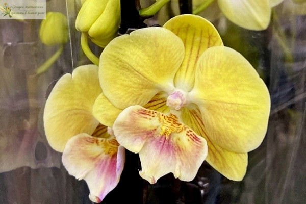 Желтая орхидея фаленопсис Биг Лип1