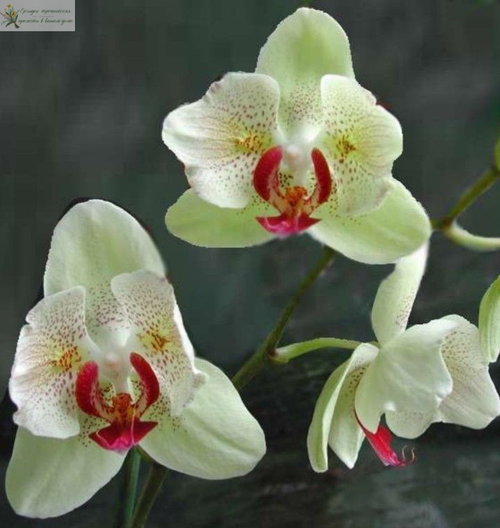Желтая орхидея фаленопсис Мини Марк Пилорик