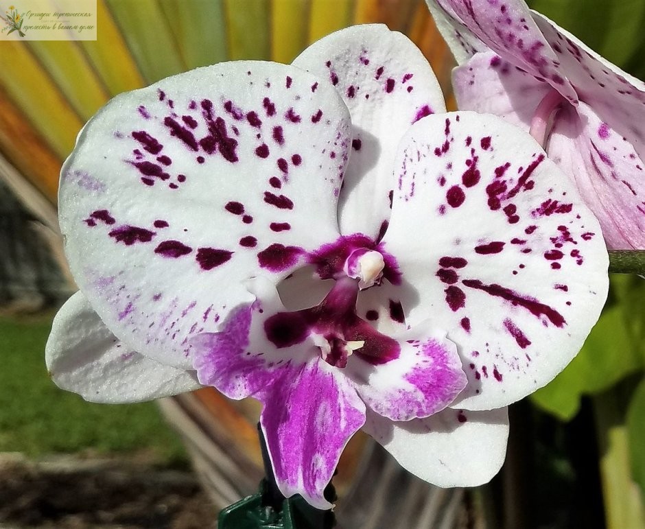 орхидея фаленопсис биг лип Принцесса Сакура