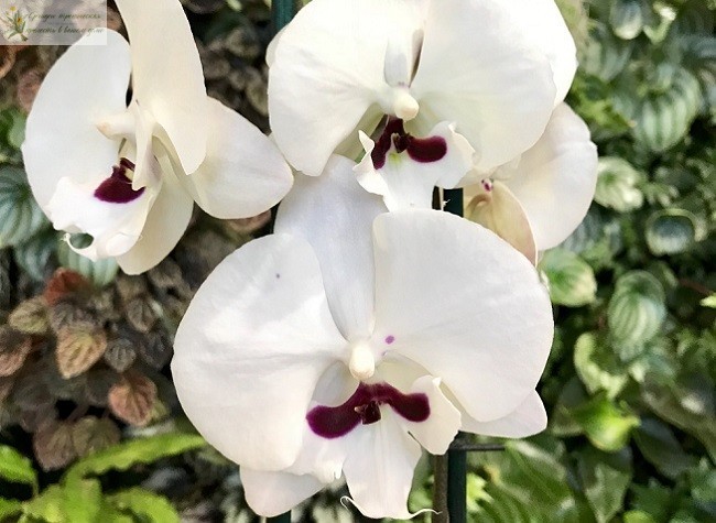 орхидея фаленопсис биг лип Рейонг Принц