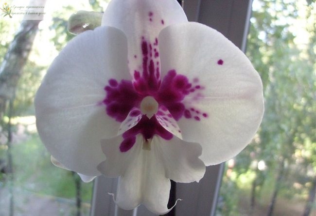 орхидея фаленопсис биг лип Сплеш