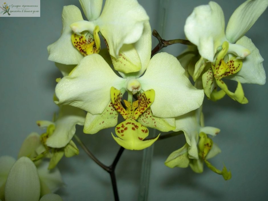 Желтая орхидея фаленопсис Стюартиана