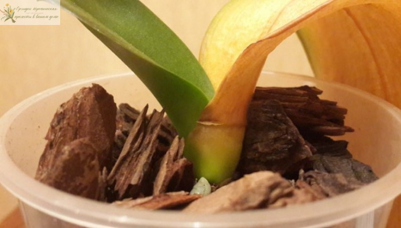 орхидея фаленопсис без корней в коре