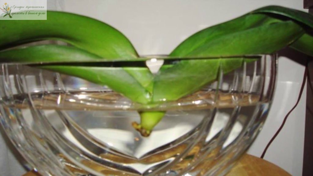 орхидея фаленопсис без корней в воде
