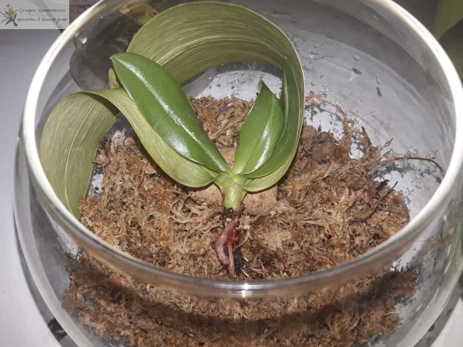 орхидея фаленопсис без корней во мхе