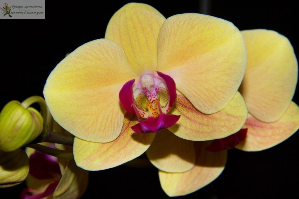 Желтая орхидея фаленопсис Желтый шоколад