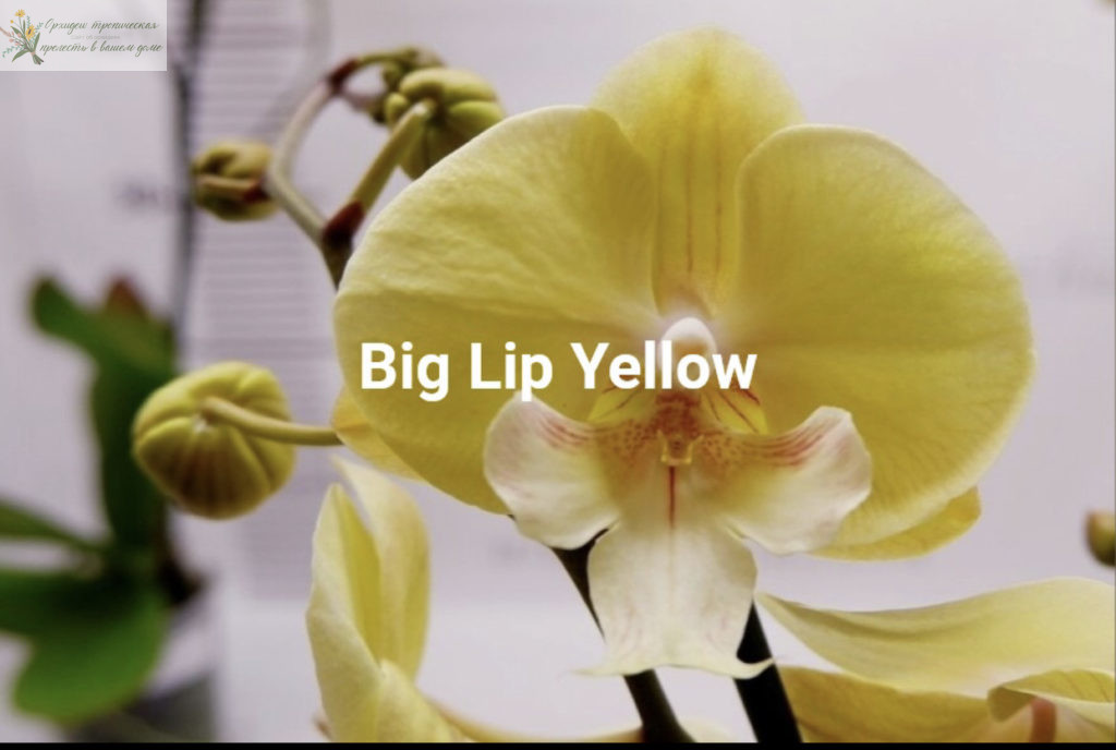 орхидея фаленопсис биг лип Желтый