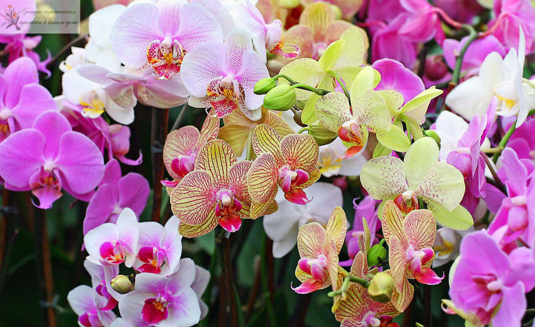 Удобрение для орхидей. Орхидеи