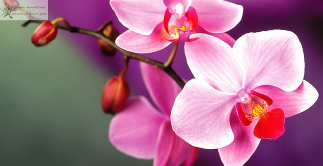 Удобрение для орхидей. Розовая орхидея